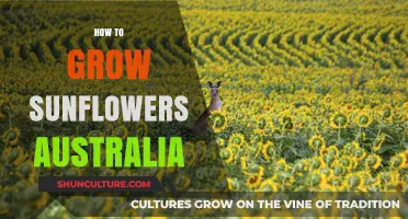 Sunflowers in Australia: A Guide to Growing Them