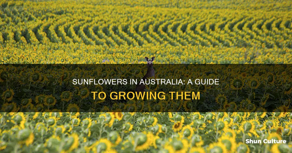 how to grow sunflowers australia