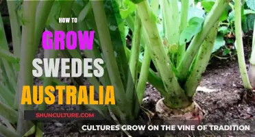 Growing Swedes: A Guide for Australian Gardeners