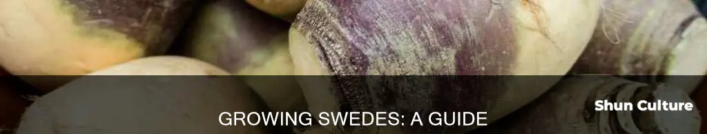 how to grow swedes australia