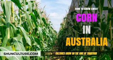 Sweet Corn Gardening Guide for Australians