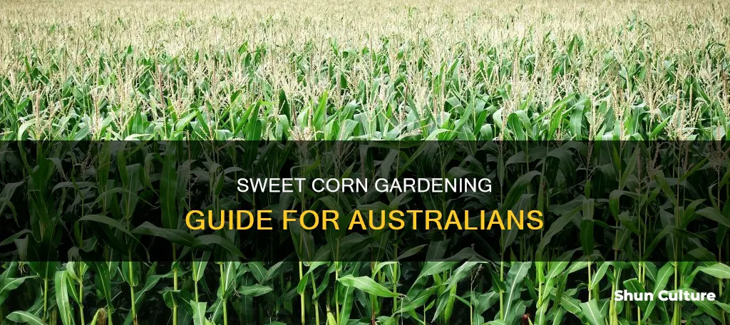 how to grow sweet corn in australia