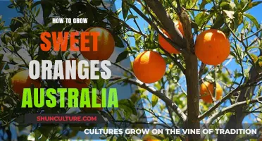 Sweet Oranges in Australia: A Guide to Growing