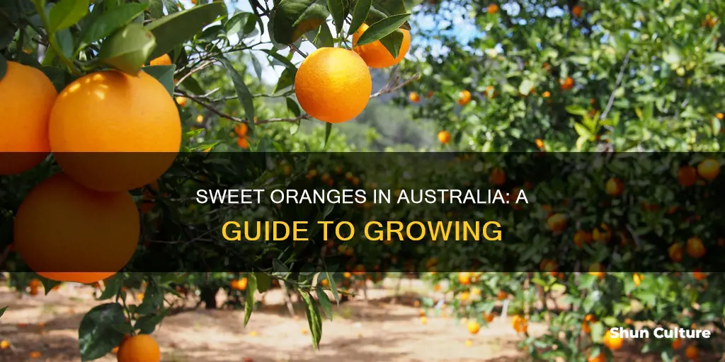 how to grow sweet oranges australia