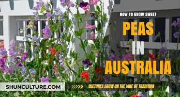 Sweet Pea Gardening Guide for Australians
