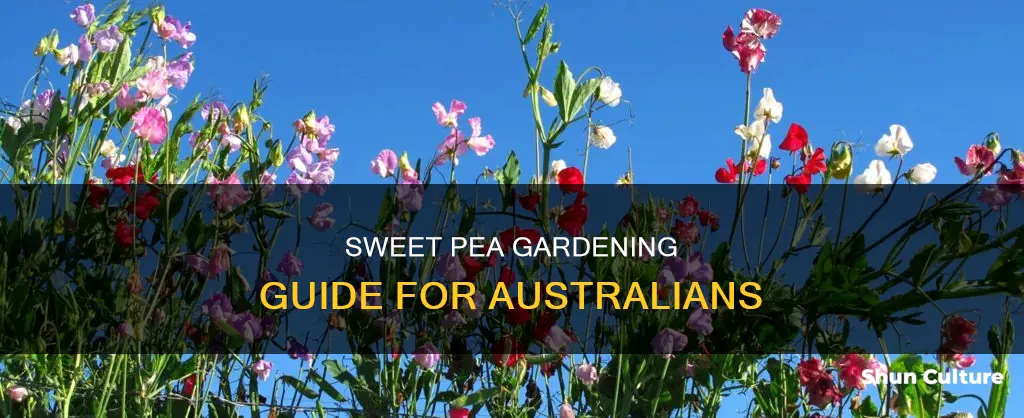how to grow sweet peas in australia