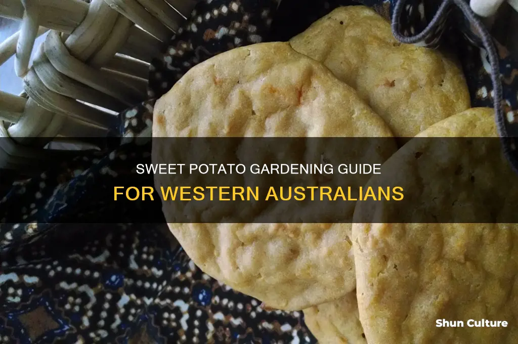 how to grow sweet potatoes in western australia