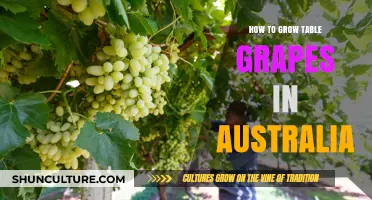 Growing Table Grapes in Australia: A Beginner's Guide