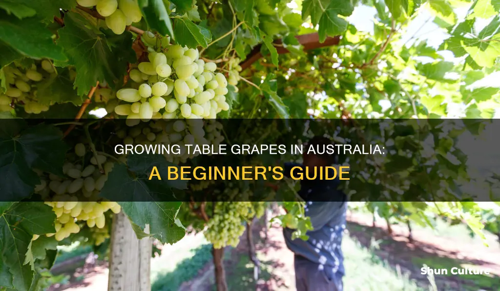 how to grow table grapes in australia