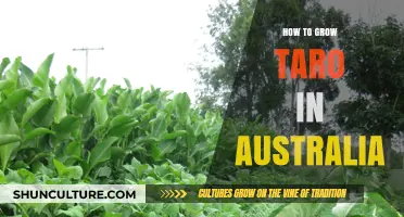 Growing Taro in Australia: A Step-by-Step Guide