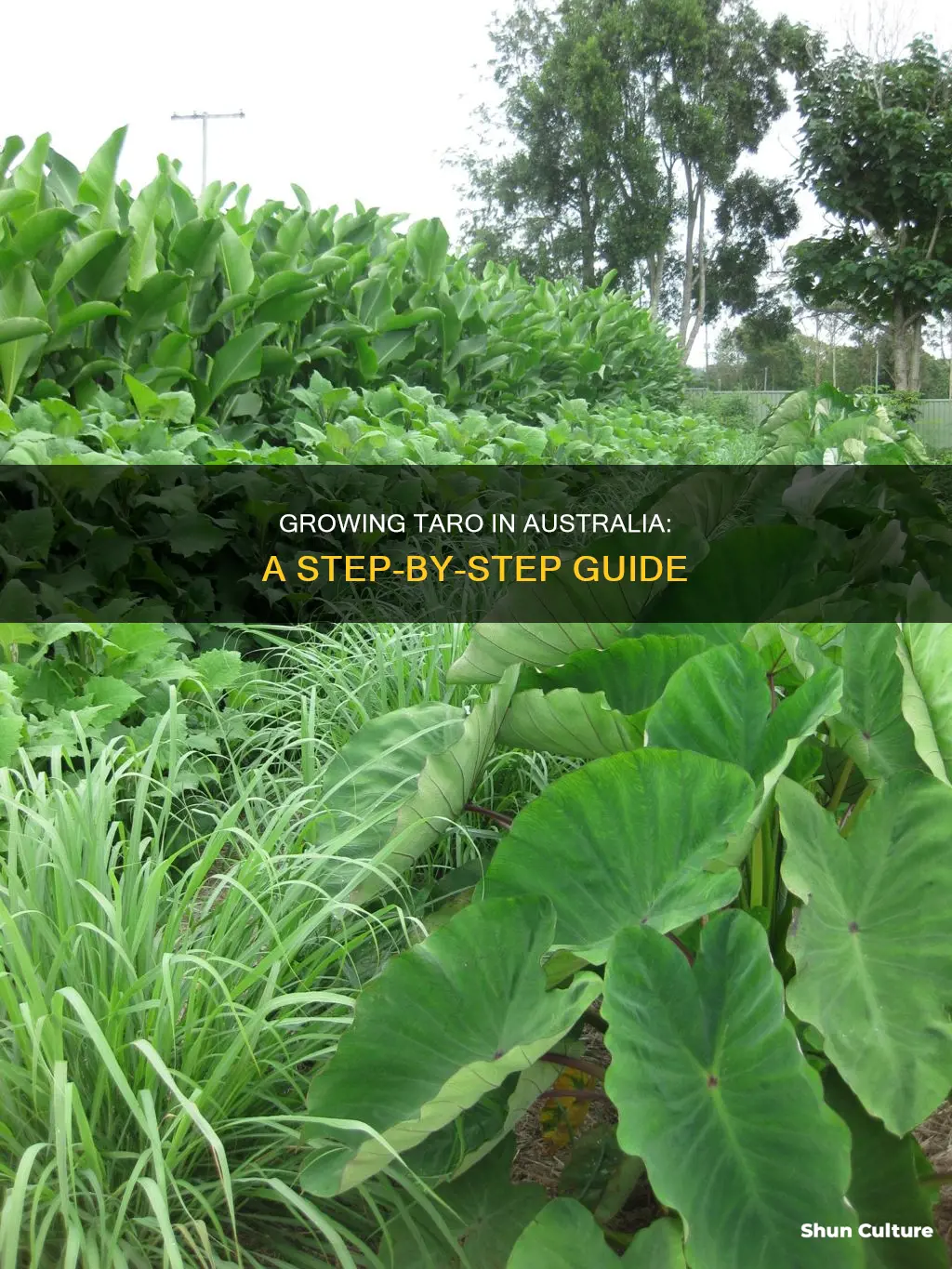 how to grow taro in australia