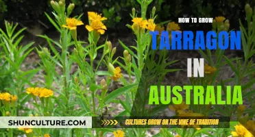 Growing Tarragon in Australia: A Step-by-Step Guide