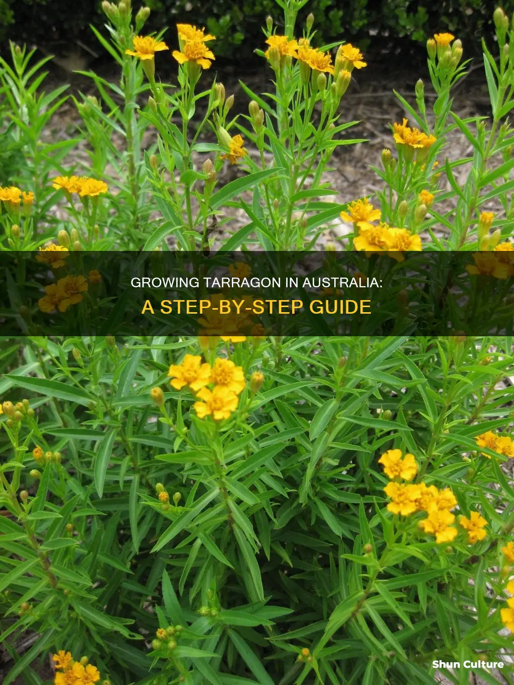 how to grow tarragon in australia