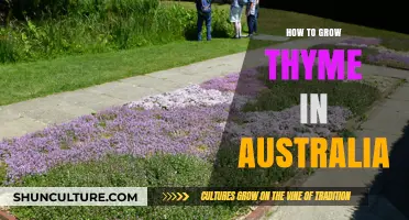 Growing Thyme in Australia: A Step-by-Step Guide