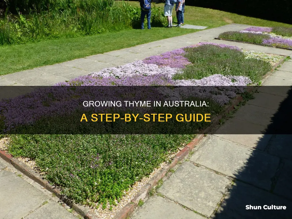how to grow thyme in australia