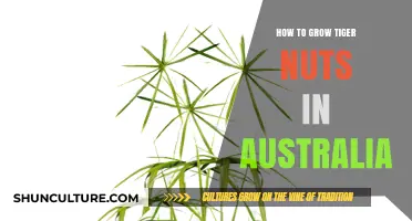 Growing Tiger Nuts in Australia: A Comprehensive Guide