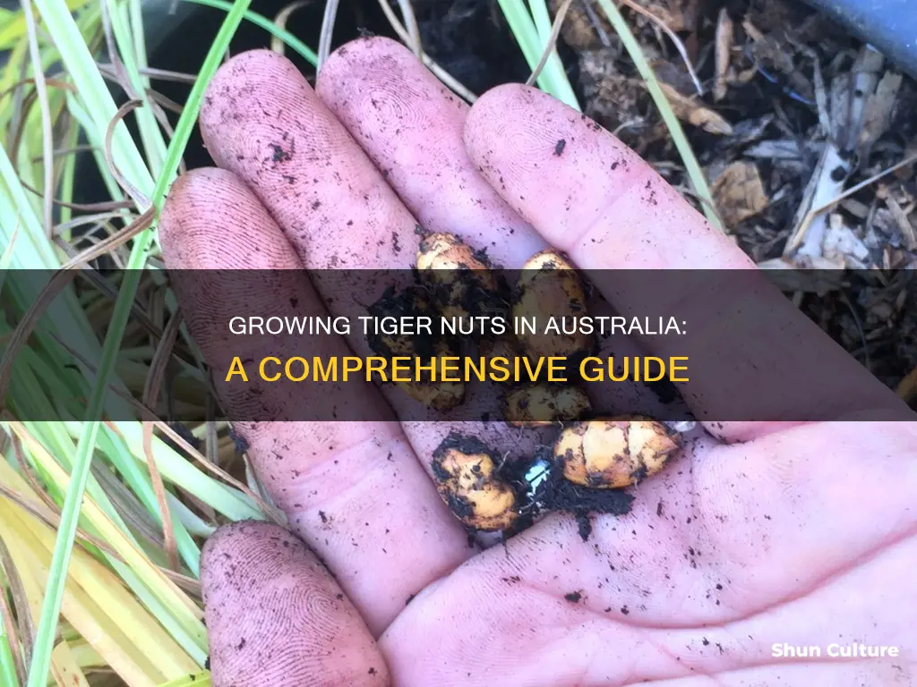 how to grow tiger nuts in australia