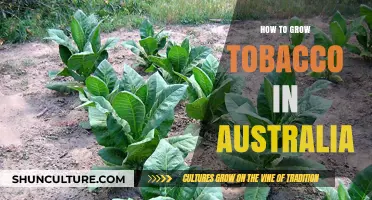 Tobacco Cultivation: An Australian Guide
