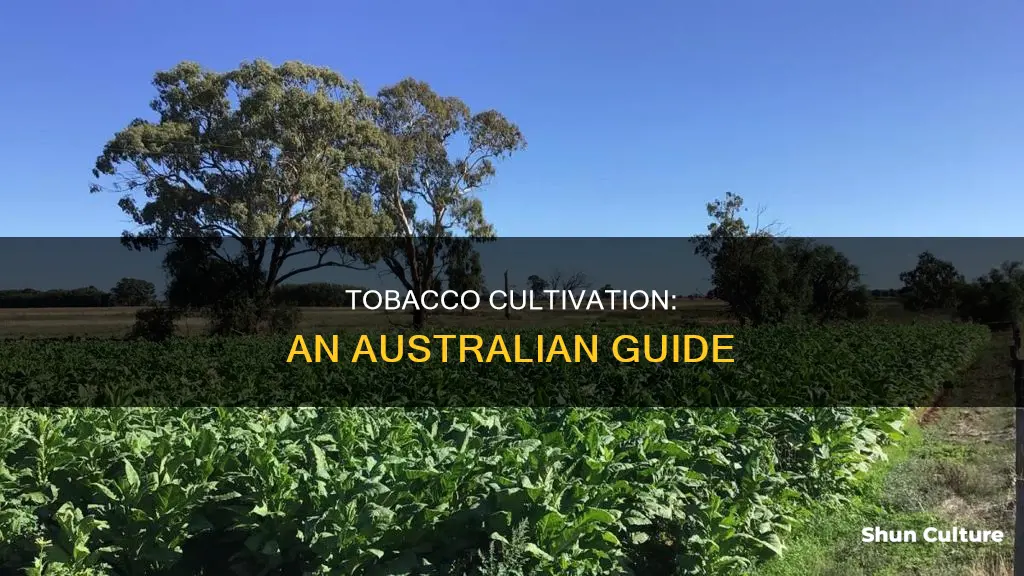 how to grow tobacco in australia