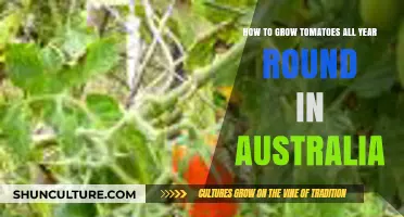 Year-Round Tomato Growing Tips for Australian Climates and Seasons