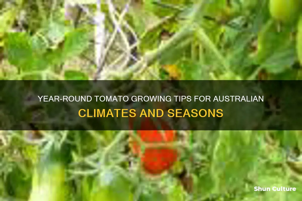 how to grow tomatoes all year round in australia