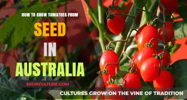 Growing Tomatoes from Seeds: An Australian Guide