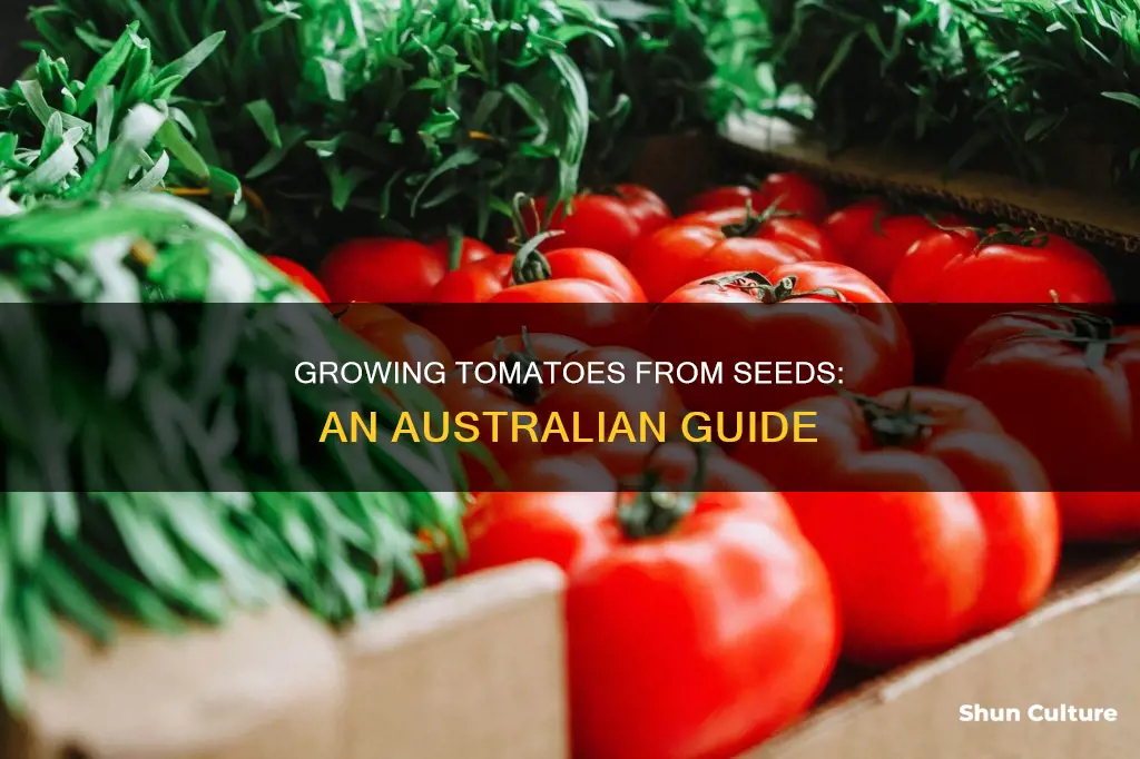 how to grow tomatoes from seed in australia