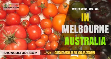 Growing Tomatoes in Melbourne: A Step-by-Step Guide