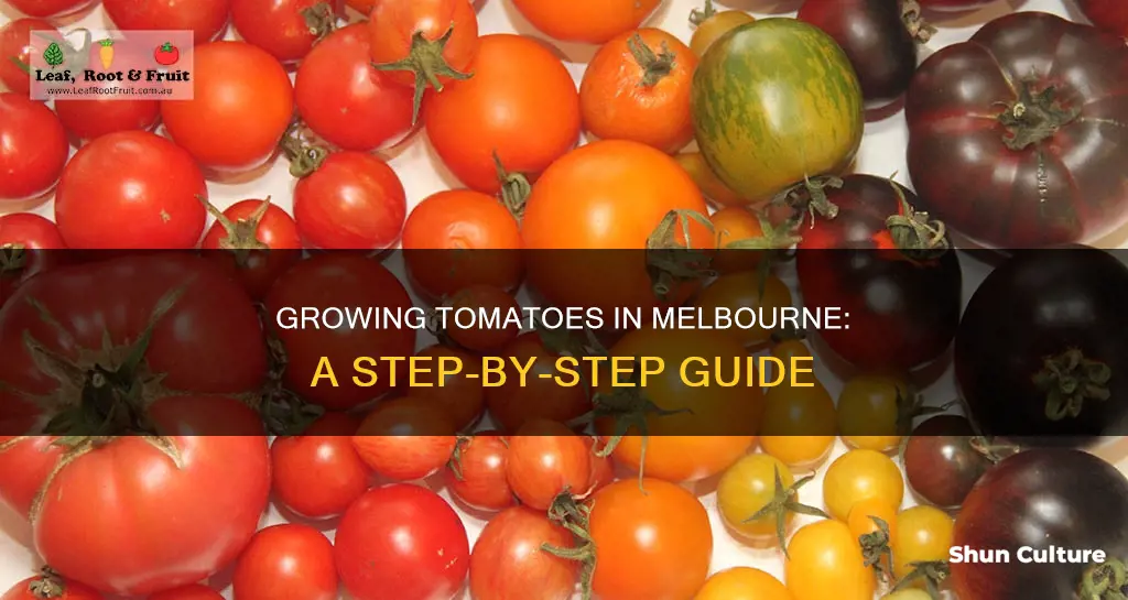 how to grow tomatoes in melbourne australia