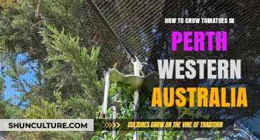 Grow Tomatoes in Perth: A Step-by-Step Guide