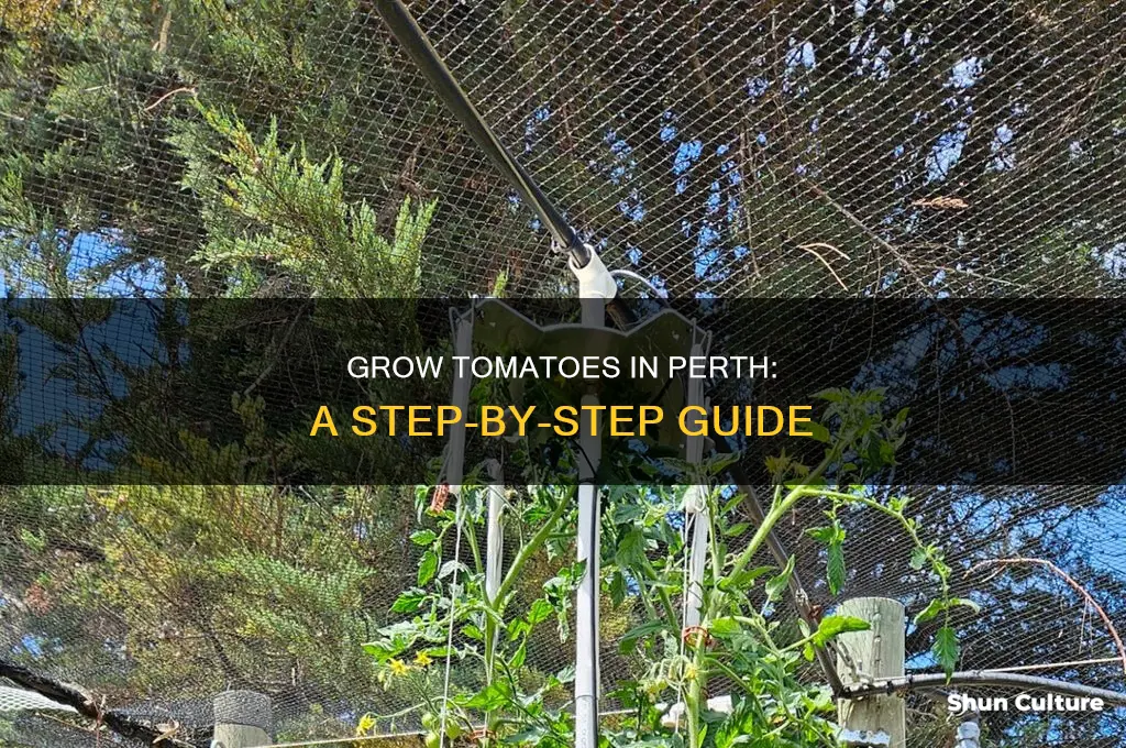 how to grow tomatoes in perth western australia