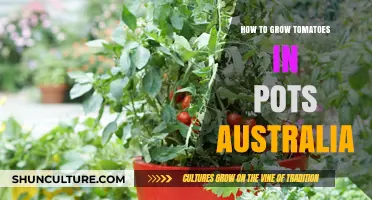 Grow Tasty Tomatoes in Pots: An Australian Guide