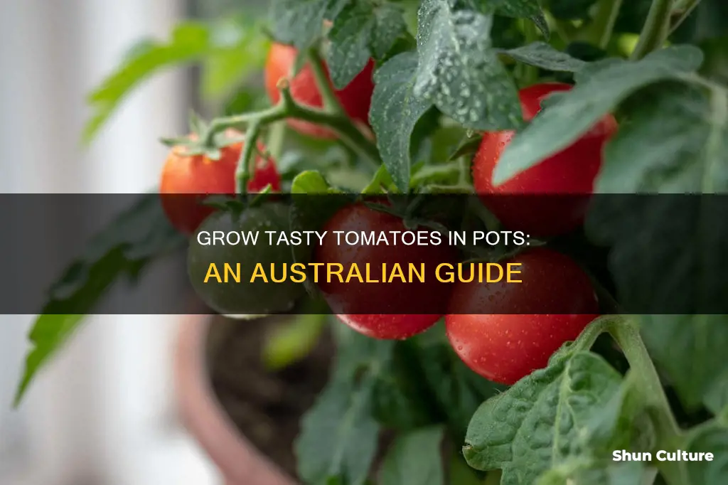 how to grow tomatoes in pots australia