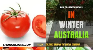 Growing Winter Tomatoes in Australia: A Guide