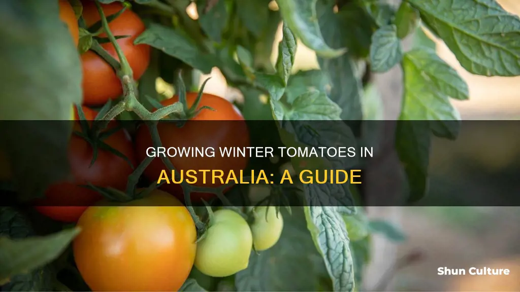 how to grow tomatoes in winter australia