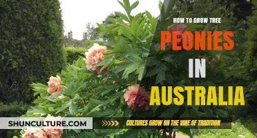 Growing Tree Peonies in Australia: A Guide