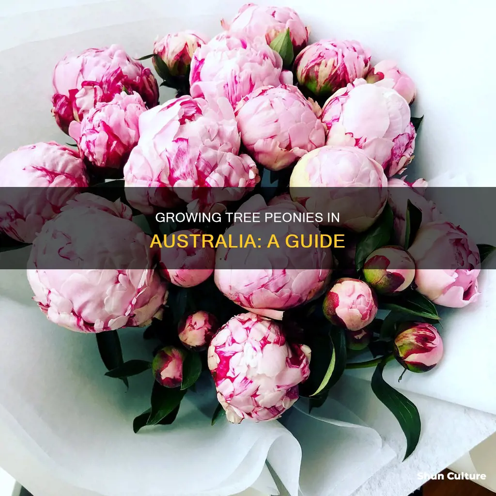 how to grow tree peonies in australia