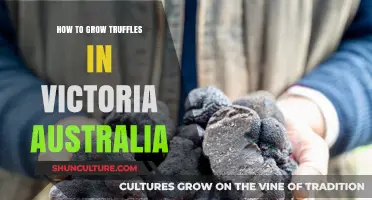 Truffle Cultivation in Victoria: A Guide to Success