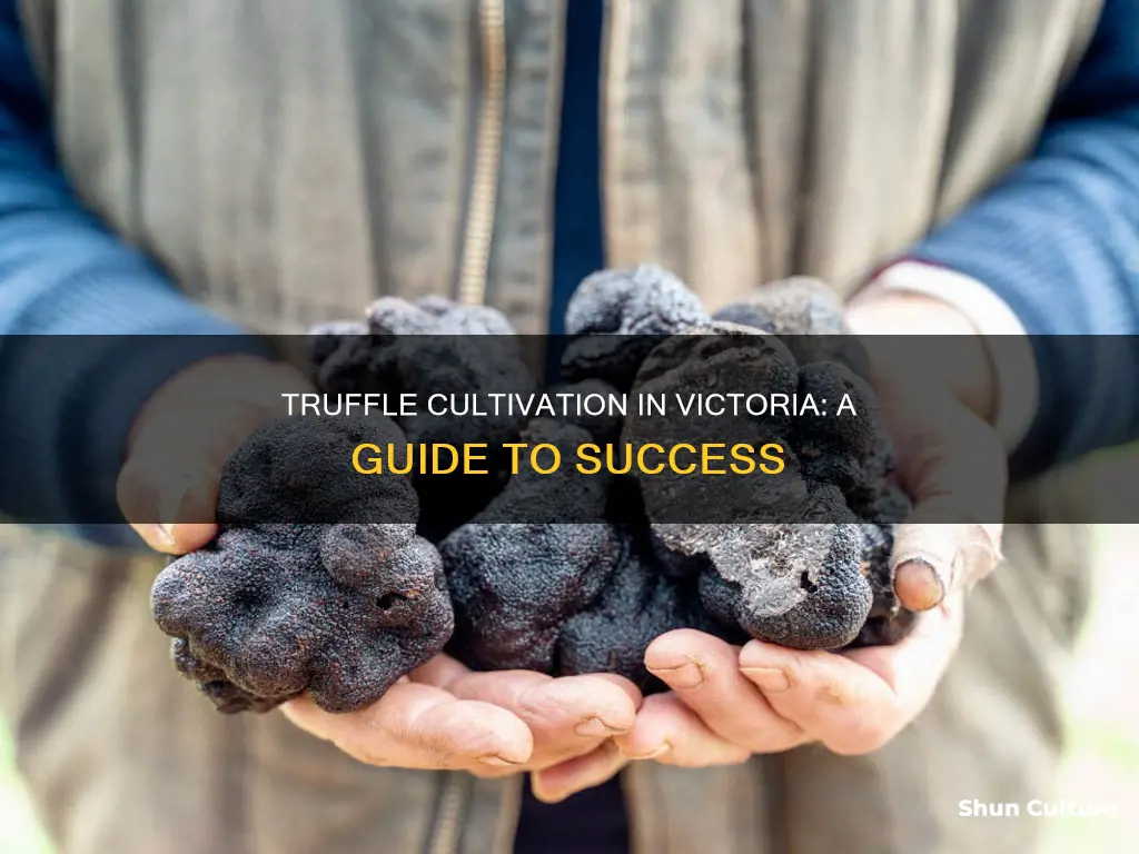 how to grow truffles in victoria australia