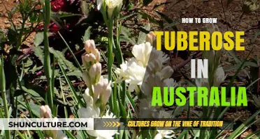Growing Tuberose in Australia: A Comprehensive Guide