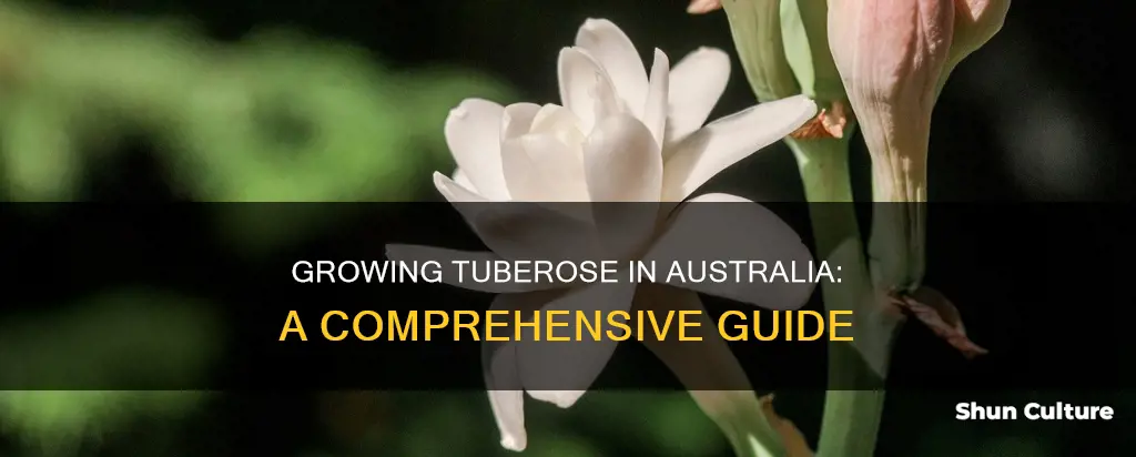 how to grow tuberose in australia