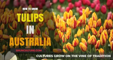Growing Tulips in Australia: A Step-by-Step Guide