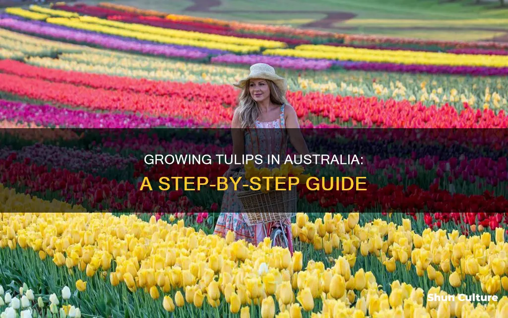 how to grow tulips in australia