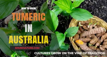 Growing Turmeric in Australia: A Comprehensive Guide