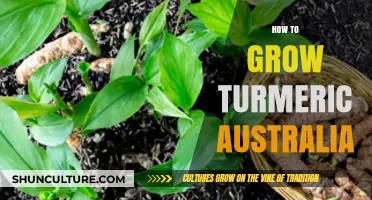 Grow Turmeric in Australia: A Step-by-Step Guide