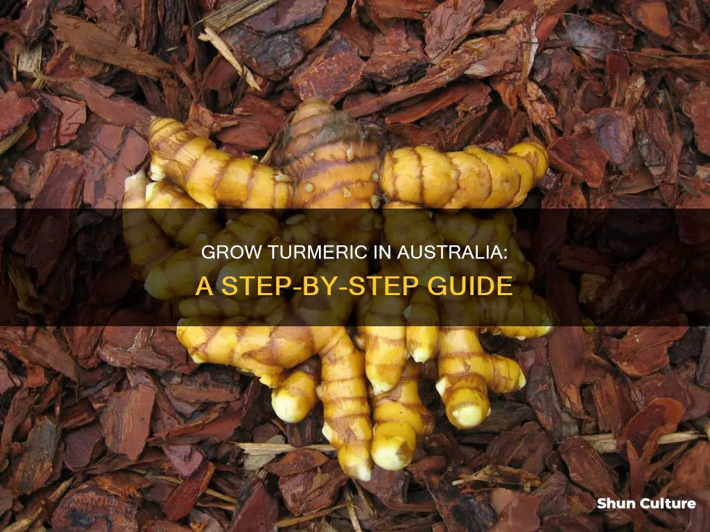 how to grow turmeric australia