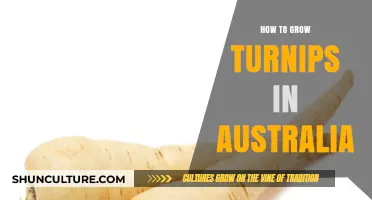 Turnip Cultivation Guide for Australian Gardens