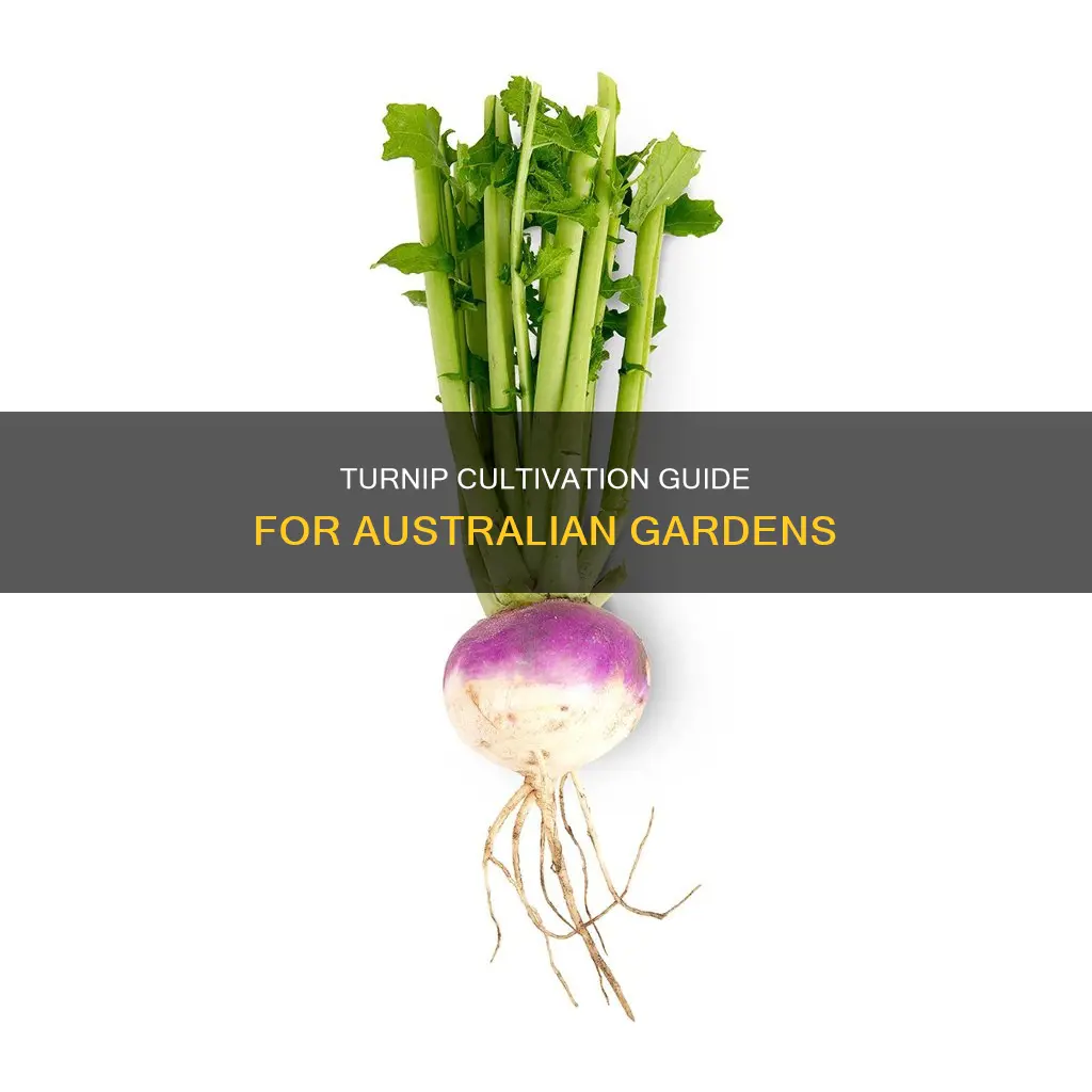 how to grow turnips in australia