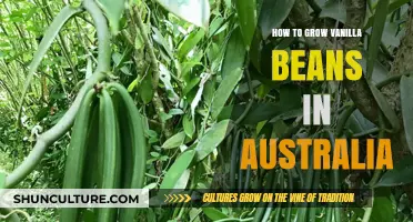 Grow Your Own Vanilla Beans in Australia: A Step-by-Step Guide