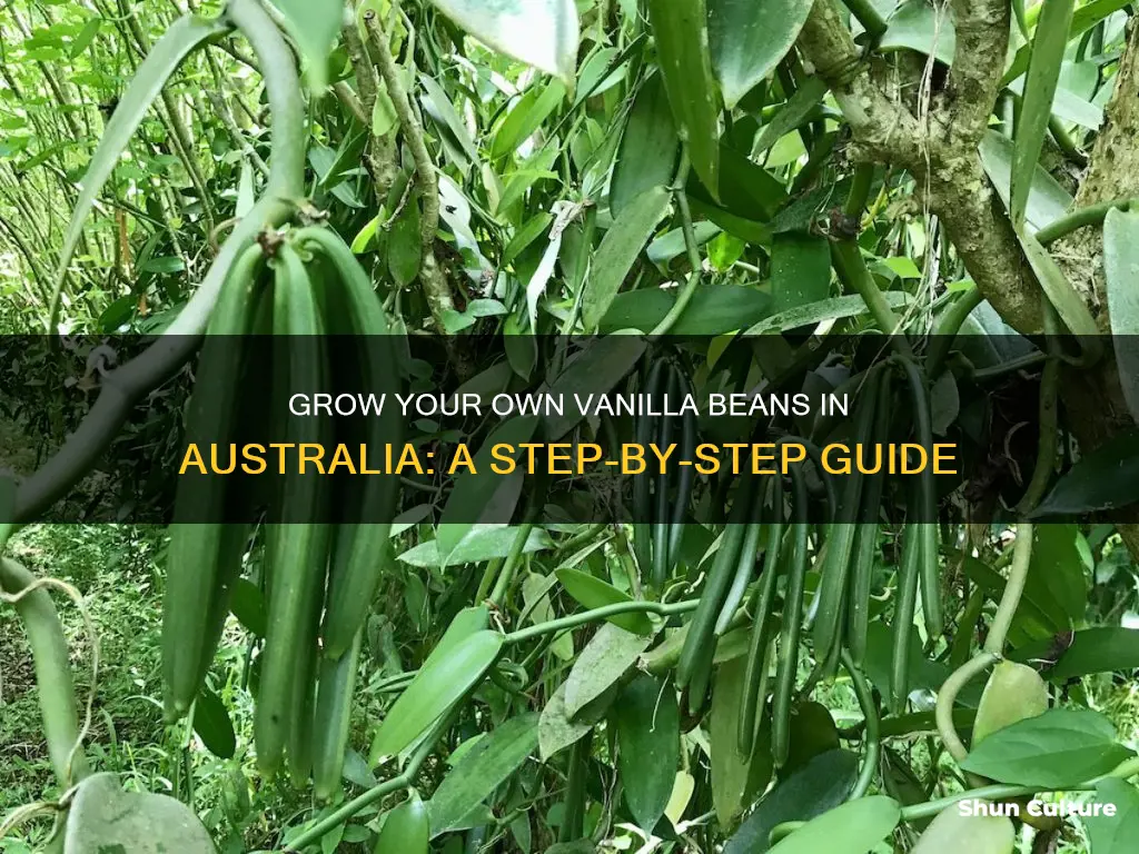 how to grow vanilla beans in australia